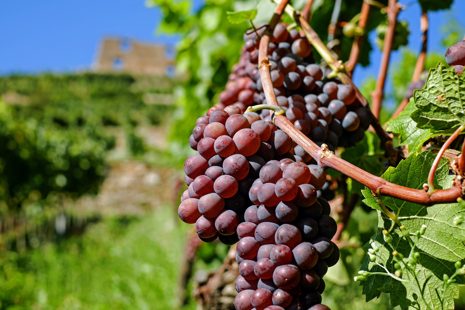 grapes-2672886_1920